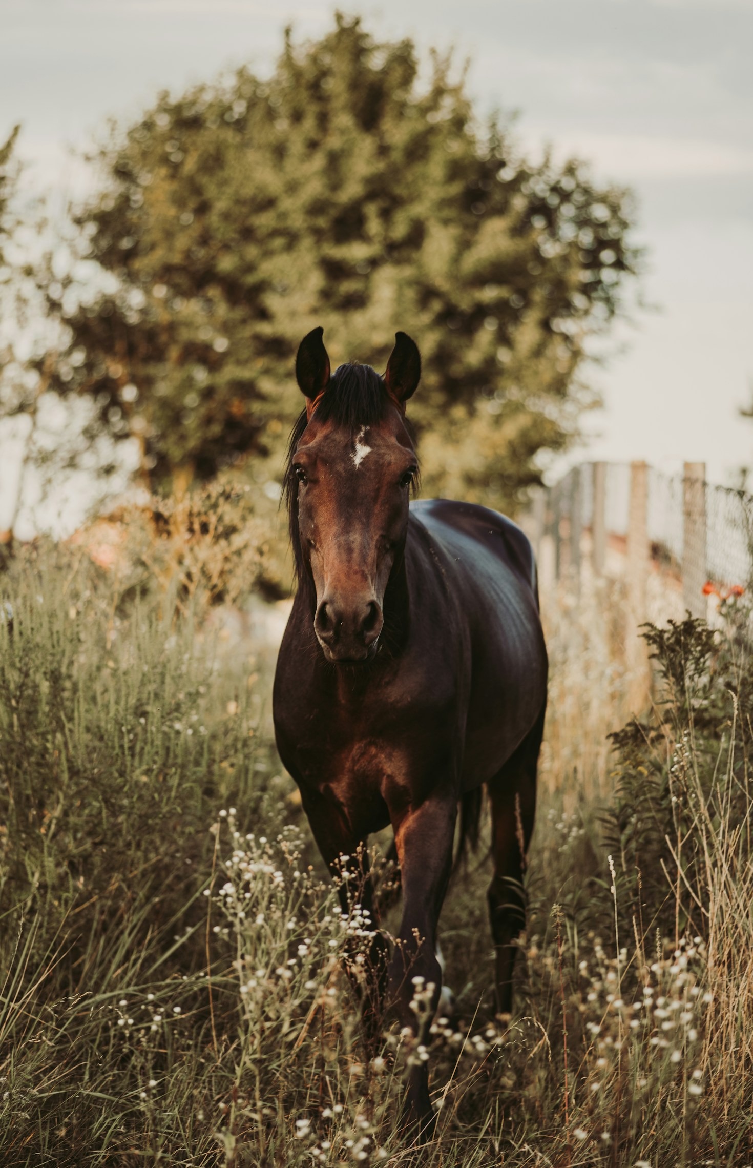Exploring the Benefits of Equine-Assisted Therapy